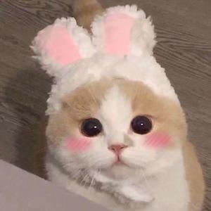 兔女郎的奇妙冒险安卓直装
